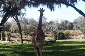 african Giraffe in safari