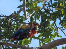 macaw parrot on a tree branch among green leaves