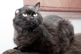 domestic black cat with luminous eyes