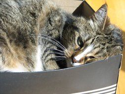 gray cat lies in cardboard box