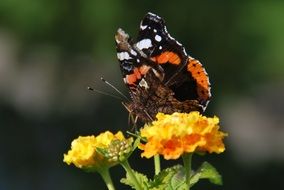 butterfly sits on an orange flower