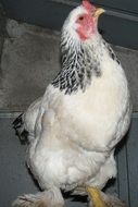 Hen on a farm