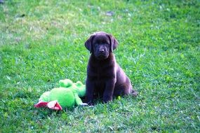 puppy playing with a toy on a meadow