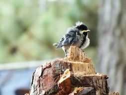 Biddy Chick on a wood stump