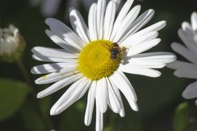 Honey bee on the other white and yellow flower