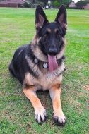 Shepherd German dog on green grass portrait