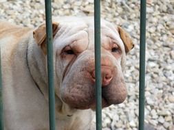 Dog near the fence