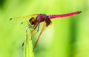 bright pink dagonfly