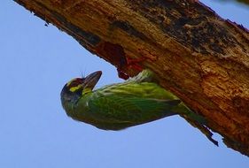 coppersmith barbet on the tree