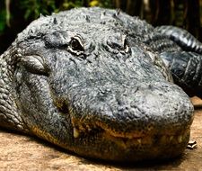 scary tropical crocodile