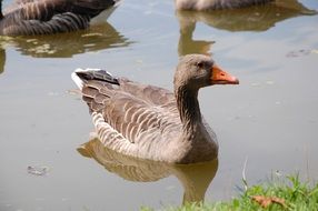 waterfowl on the lake
