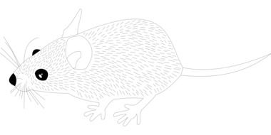 Wood Mouse Animal Mouse Rat