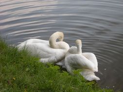 two white graceful swans on the shore of the pond with the grass