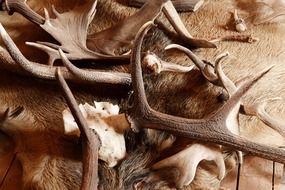 decorative animal horns