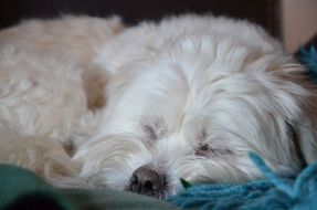 cute tired Dog Sleeping