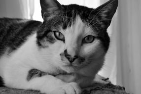 magnificent home Cat portrait