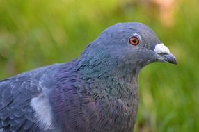 Blue Pigeon
