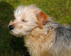 portrait of a dog on a background of green grass