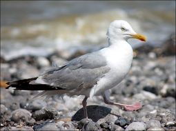 charming Seagull