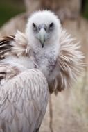 Beautiful colorful fluffy vulture