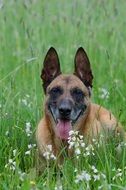 lying malinois dog on the meadow