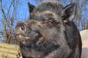 male black Miniature Pig, portrait