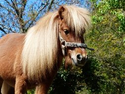 beatuful made of a shetland pony