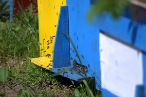 bees near the entrance to the yellow-blue hive