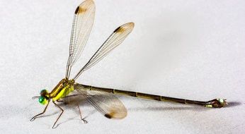 holographic dragonfly with long tail