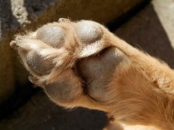 dog paw close up