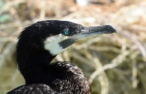 black white sea bird with green eyes