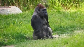 serious gorilla in a zoo