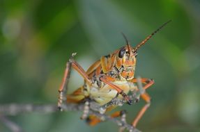 red Grasshopper macro