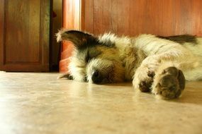 sleeping dog on the floor