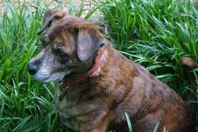 ginger dog in the garden