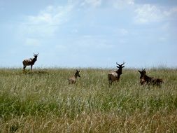 Antelope Kenya