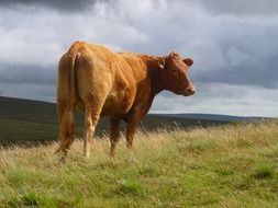 Cow in sunny Farm pasturing portrait