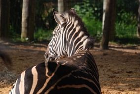 back view of Zebra
