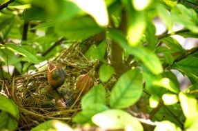 bird's nest with chicks in a tree close-up on blurred background