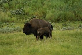 bison on green grass