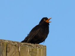 little black bird sings