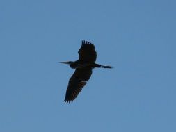Kingfisher in the sky