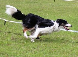 border collie runs fast across the field