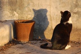 the shadow of the cat on the facade of the building