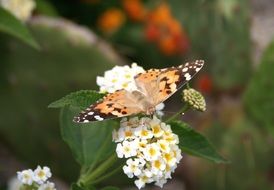 Beautiful butterfly on the white flowers