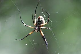 brown spider on a web close up