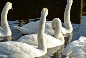 Swans Nature