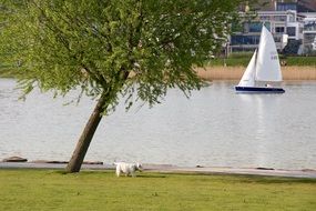 tree on the shore against the backdrop of a sailboat on the lake