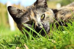 Lucky Cat lying on a grass