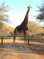 long giraffe in the wild in africa